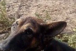 {Do adopcji}: WŁADZIU - Piesek jest głuchy, ma około 12 lat, nie ma już prawie zębów!, Łódzkie, Łódź
