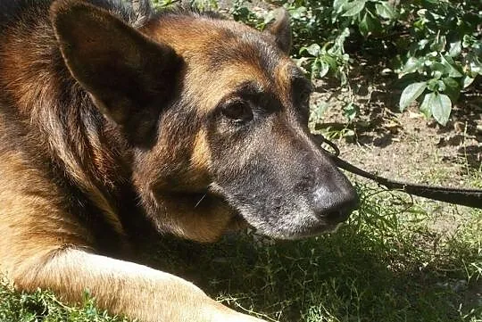 {Do adopcji}: WŁADZIU - Piesek jest głuchy, ma około 12 lat, nie ma już prawie zębów!, Łódzkie, Łódź