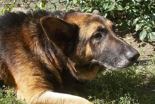 {Do adopcji}: WŁADZIU - Piesek jest głuchy, ma około 12 lat, nie ma już prawie zębów!, Łódzkie, Łódź