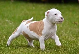 American Staffordshire Terrier szczenięta samiec Z, Piaseczno