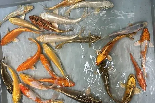 Karp koi 16-25cm