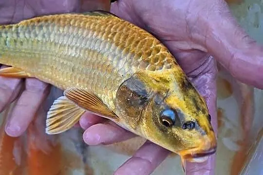 Karp koi 16-25cm, Lubelskie, Puławy