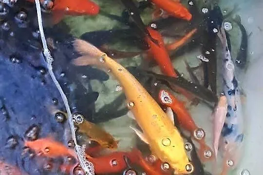 Karp koi 16-25cm, Lubelskie, Puławy