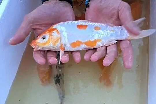 Karp koi 16-25cm, Lubelskie, Puławy