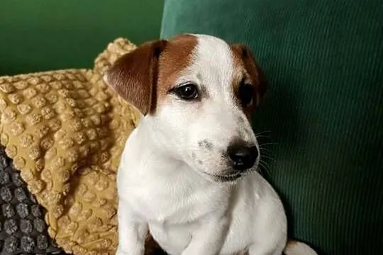 Wzorcowy gładki Jack Russell terrier rodzice FCI doskonała budowa
