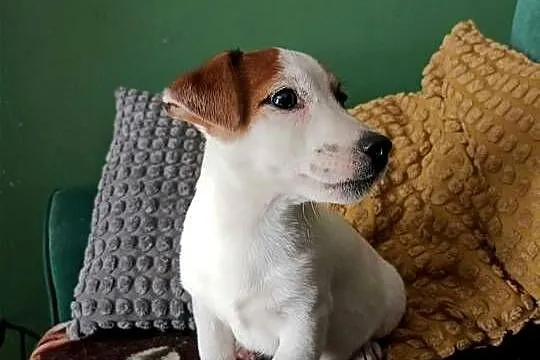 Wzorcowy gładki Jack Russell terrier rodzice FCI doskonała budowa, Opolskie, Krapkowice
