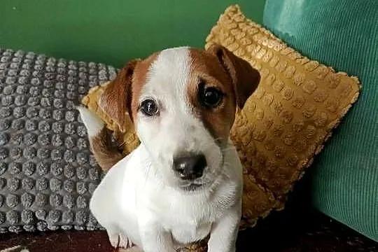 Wzorcowy gładki Jack Russell terrier rodzice FCI doskonała budowa, Opolskie, Krapkowice
