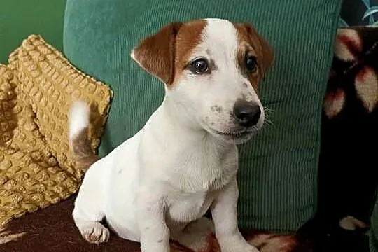Wzorcowy gładki Jack Russell terrier rodzice FCI doskonała budowa, Opolskie, Krapkowice