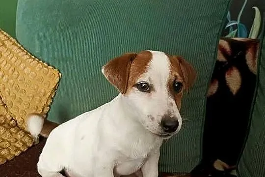 Wzorcowy gładki Jack Russell terrier rodzice FCI doskonała budowa, Opolskie, Krapkowice