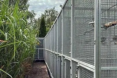 Amazonka. żółtolica samiec 2023r DNA, Wielkopolskie, Koło