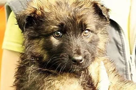 Pigwa jak balsam rozweseli Twoje serce :) Maleństwo czeka na domek :),  mazowieckie Warszawa