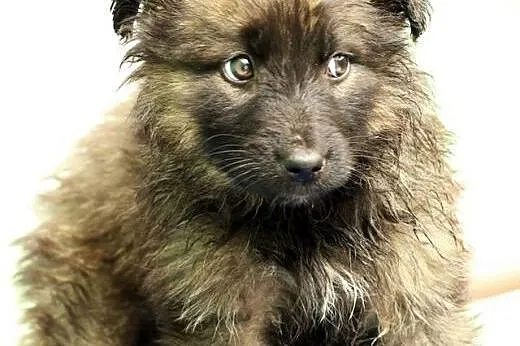 Pigwa jak balsam rozweseli Twoje serce :) Maleństw