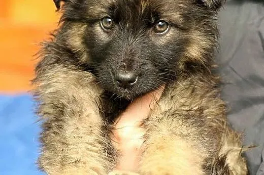 Pigwa jak balsam rozweseli Twoje serce :) Maleństw