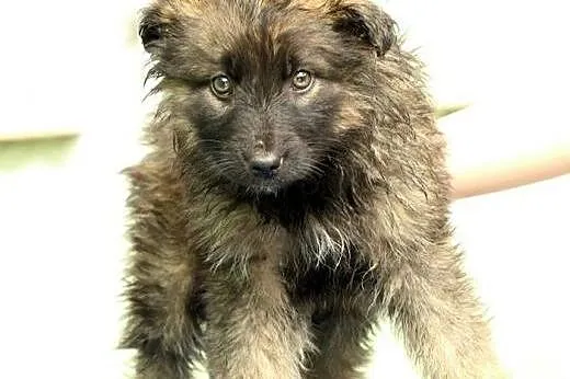 Pigwa jak balsam rozweseli Twoje serce :) Maleństw