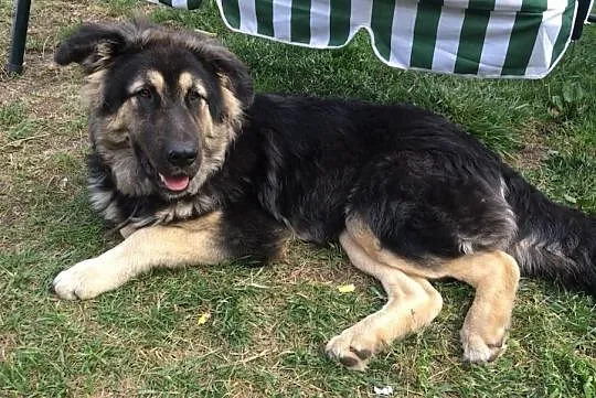 DZIDZIUŚ piękny młodzieniec poleca się do adopcji