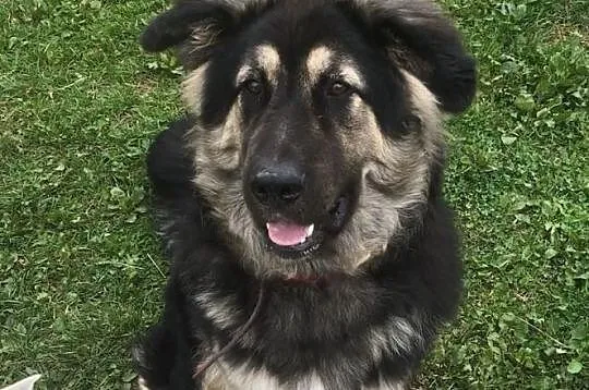 DZIDZIUŚ piękny młodzieniec poleca się do adopcji, Mazowieckie, Warszawa