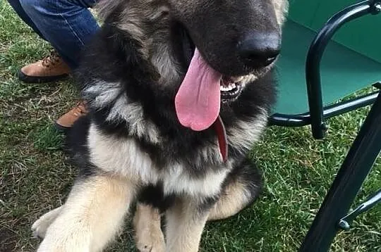 DZIDZIUŚ piękny młodzieniec poleca się do adopcji, Mazowieckie, Warszawa