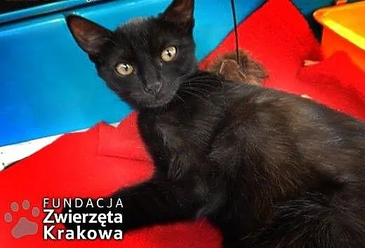 Carmen – czarnofutra piękność, małopols