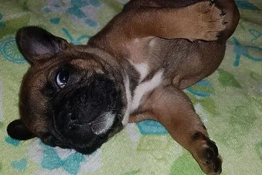 zwierzeta buldog francuski, Łódzkie, Łódź