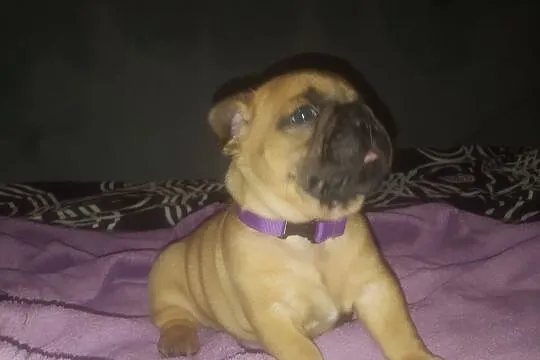 zwierzeta buldog francuski, Łódzkie, Łódź