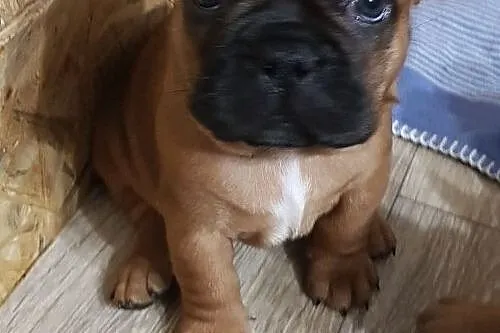 zwierzeta buldog francuski, Łódzkie, Łódź