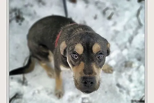 WILMA8mies.łagodna,tulaśna,średnia suczka.ADOPCJA
