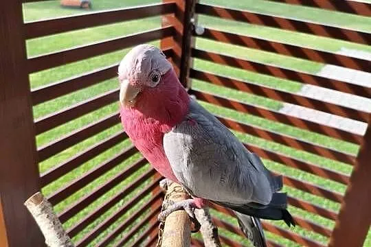 Kakadu Różowe sprzedam, Śląskie, Świerklany