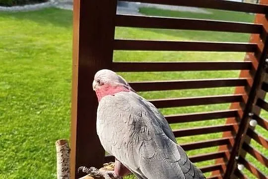 Kakadu Różowe sprzedam, Śląskie, Świerklany