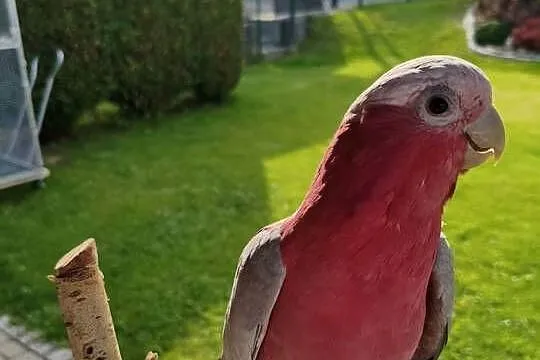 Kakadu Różowe sprzedam, Śląskie, Świerklany
