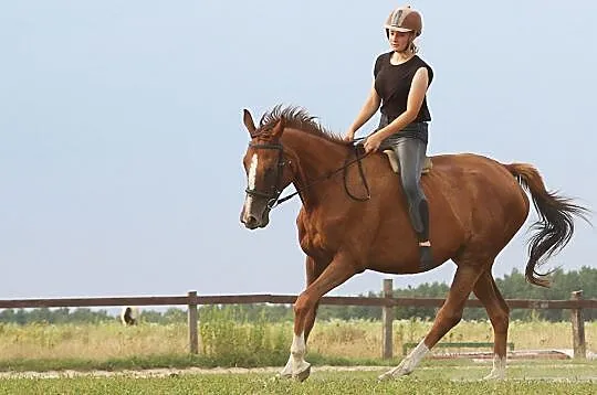 Klacz pełna krew angielska, 6 lat, Kroczewo