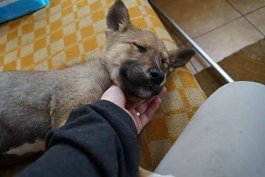 Milusia, psie dzieciątko, SZCZENIACZEK do adopcji!