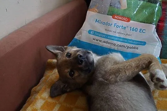 Milusia, psie dzieciątko, SZCZENIACZEK do adopcji!