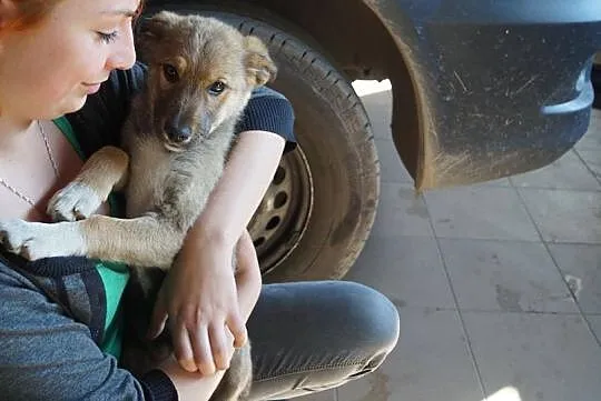 Milusia, psie dzieciątko, SZCZENIACZEK do adopcji!