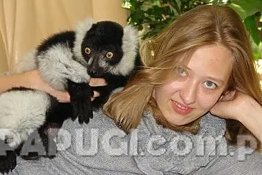 Lemur wari - oswojony