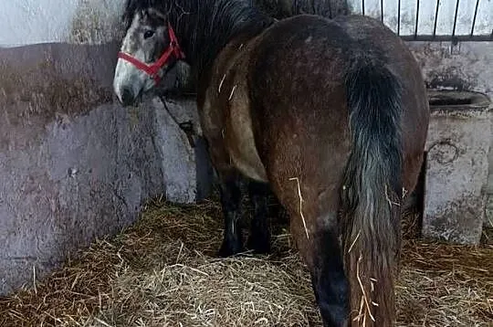 Klacz zimnokrwista, Mazowieckie, Żuromin