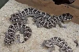 Gekon żmijowy (Hemidactylus imbricatus)