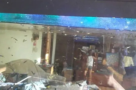 Sprzedam rybki, Warmińsko-mazurskie, Elbląg