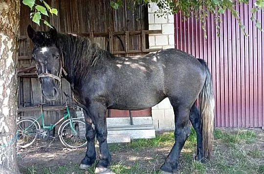 Zaprzęgana siwa klacz