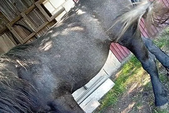 Zaprzęgana siwa klacz, Świętokrzyskie, Waśniów