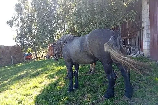 Zaprzęgana siwa klacz, Świętokrzyskie, Waśniów
