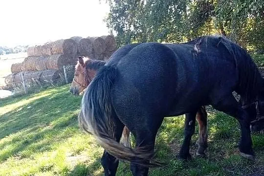 Zaprzęgana siwa klacz, Świętokrzyskie, Waśniów