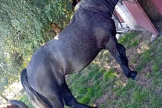 Zaprzęgana siwa klacz, Świętokrzyskie, Waśniów
