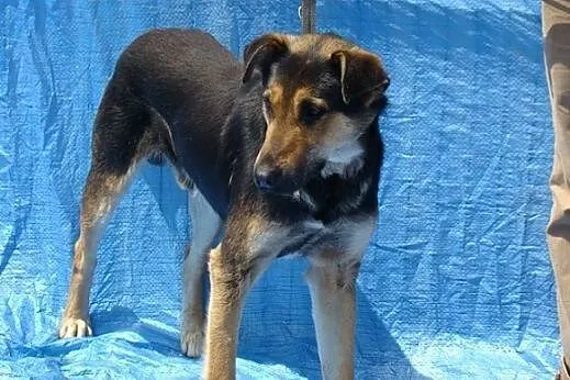 Wesoły,przyjazny,łagodny pies BANDZIO, w typie owczarka.ADOPCJA,  dolnośląskie Wrocław