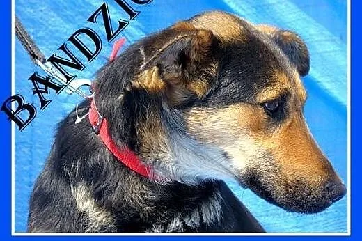Wesoły,przyjazny,łagodny pies BANDZIO, w typie owc