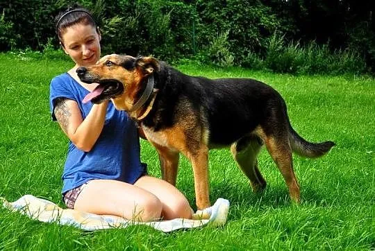BARRY idealny stróz Twojego podwórka szuka DOMU