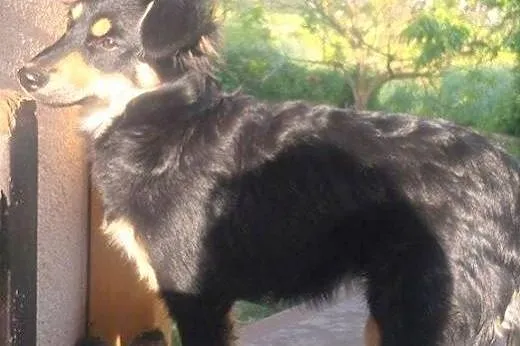 Basia - mała, śliczna, młoda sunia do adopcji,  ma