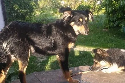 Basia - mała, śliczna, młoda sunia do adopcji,  ma