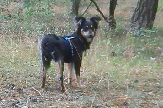 Basia - mała, śliczna, młoda sunia do adopcji,  ma