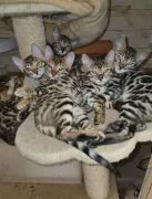 Koty Bengalskie kocieta.. e-mail z aktualizacjami: {{patrycjapolaczek693@gmail.com}}