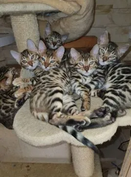 Koty Bengalskie kocieta.. e-mail z aktualizacjami: {{patrycjapolaczek693@gmail.com}}